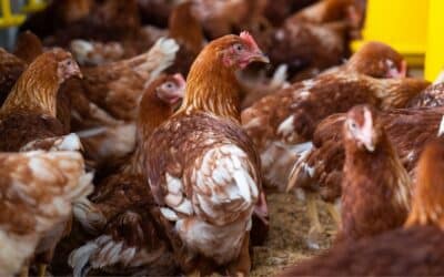 Addera y Tecnavet presentaron alternativas en la nutrición de gallinas ponedoras